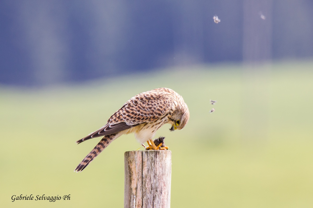 gheppio con preda