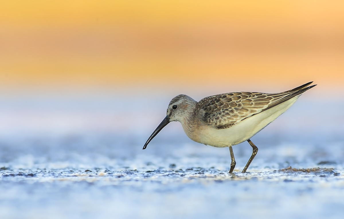 Piovanello comune juv.