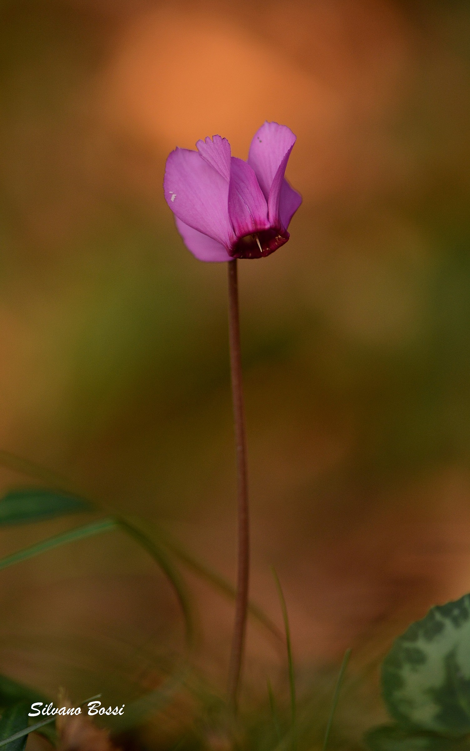 cyclamen solitary