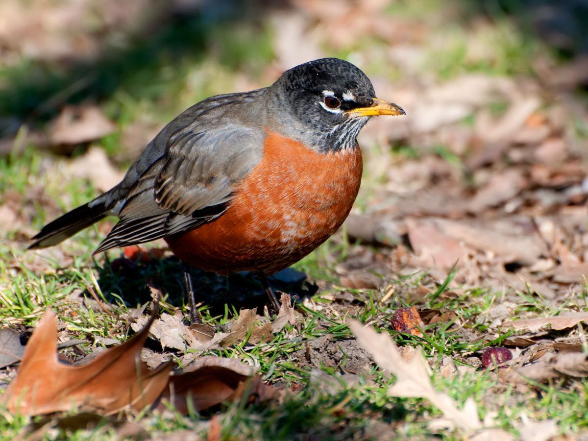 Pettirosso americano (Turdus migratorius)