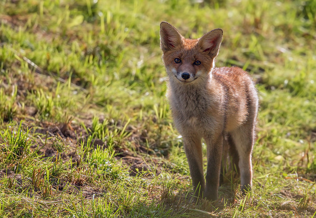 fox cub