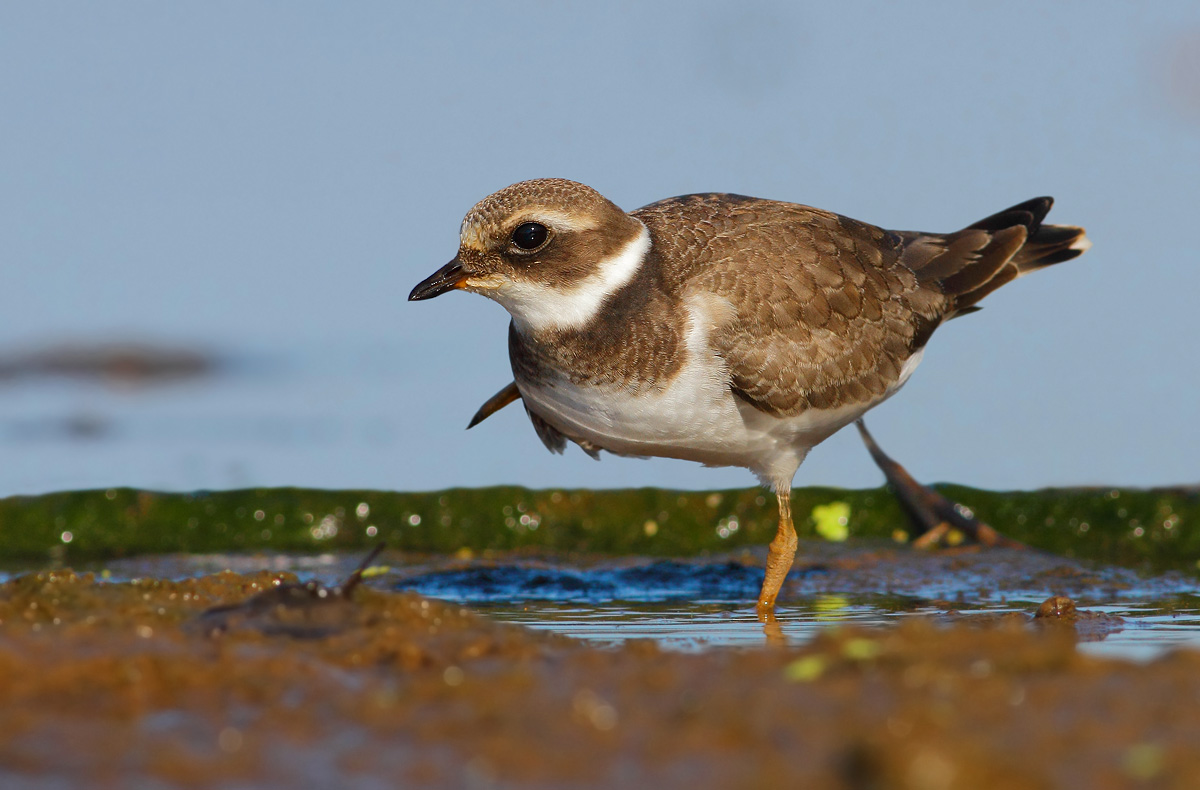 Ringed Plover