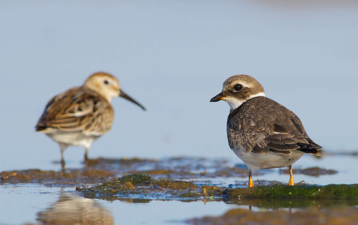 Ringed Plover