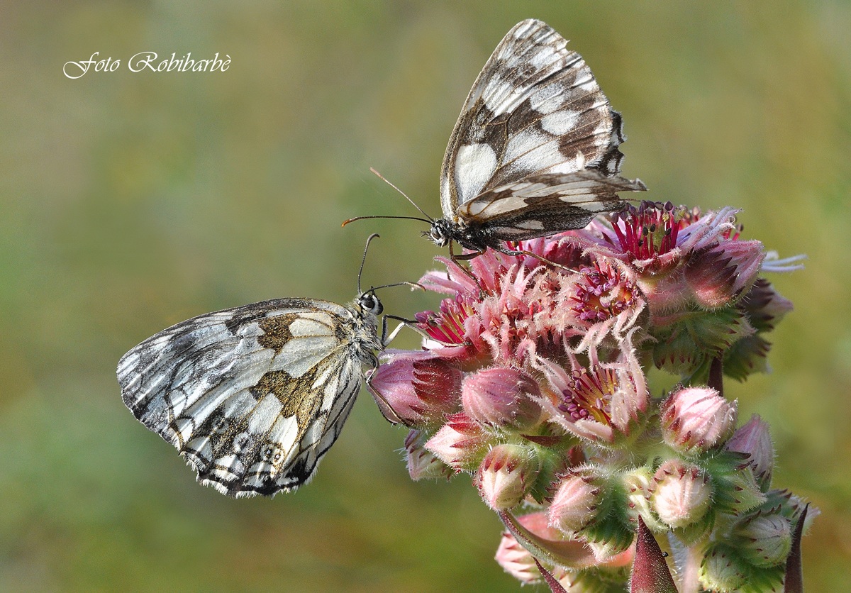 Un amore semprevivo....