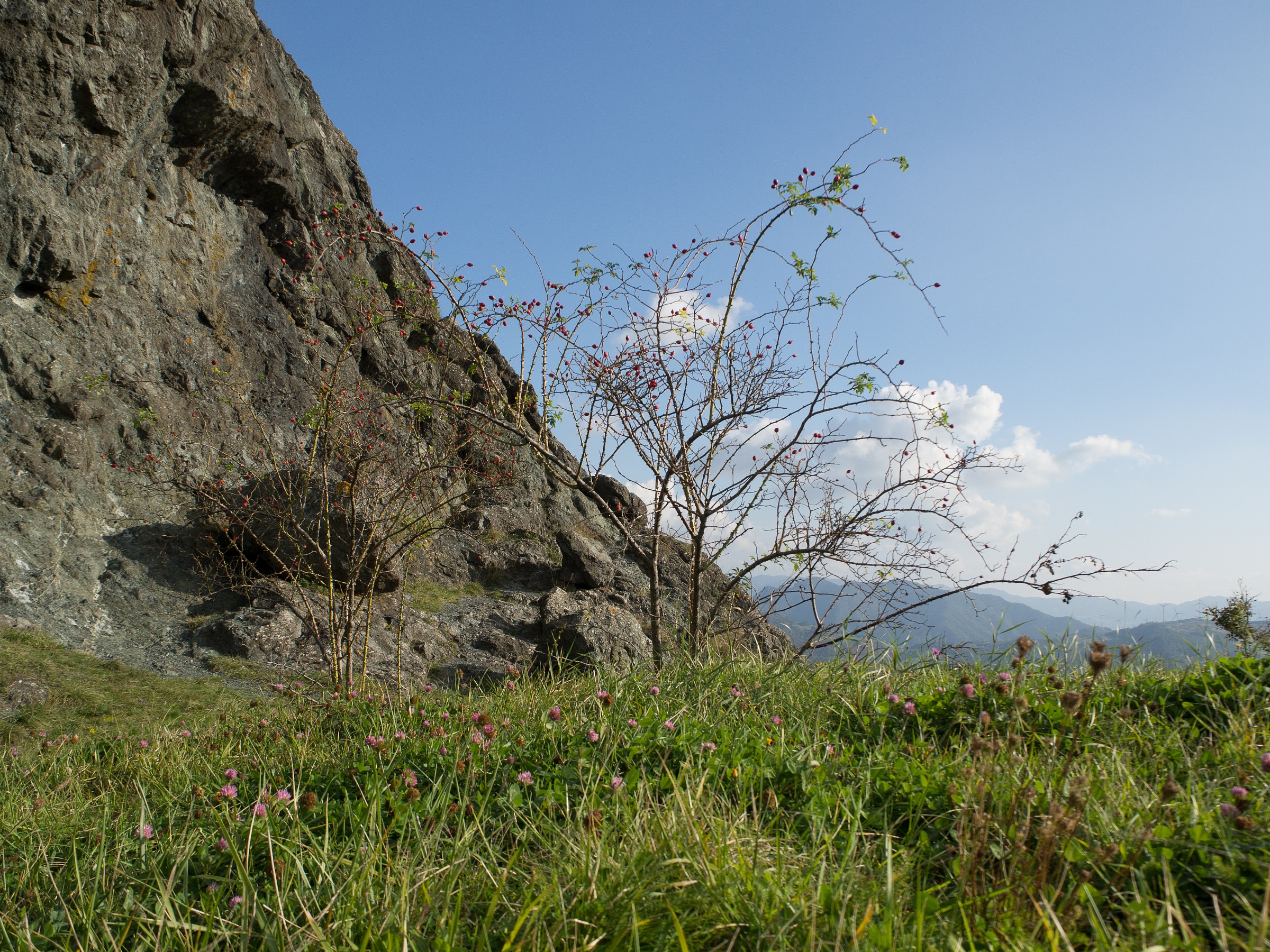Natura Intorno al Sasso di San Zanobi_1