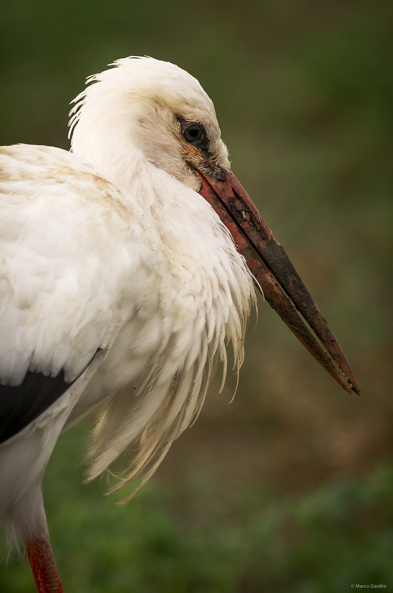 I just brought` a baby ..