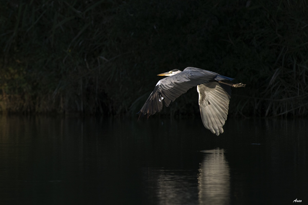 c heron at sunset