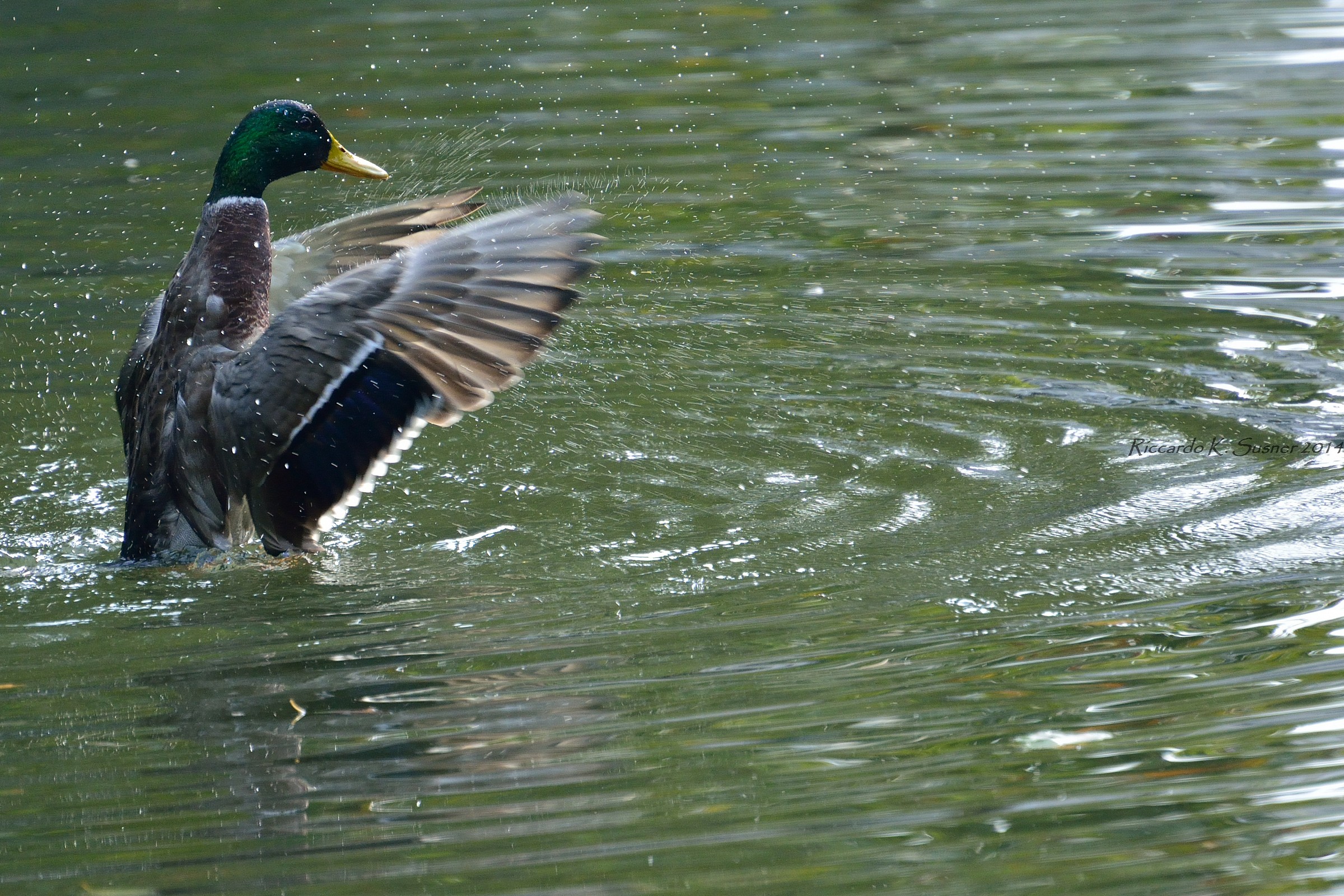 Vertical Duck
