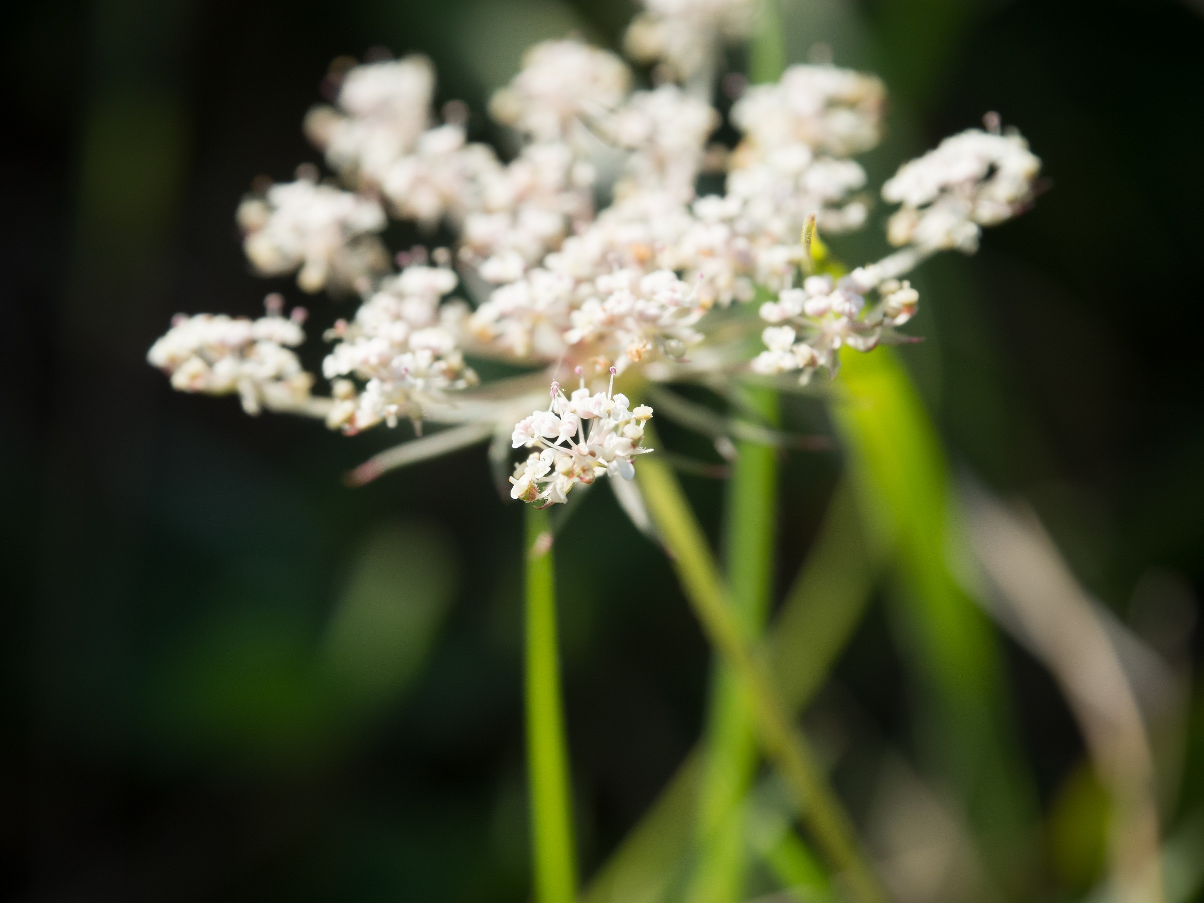 Fiorelini di montagna_1