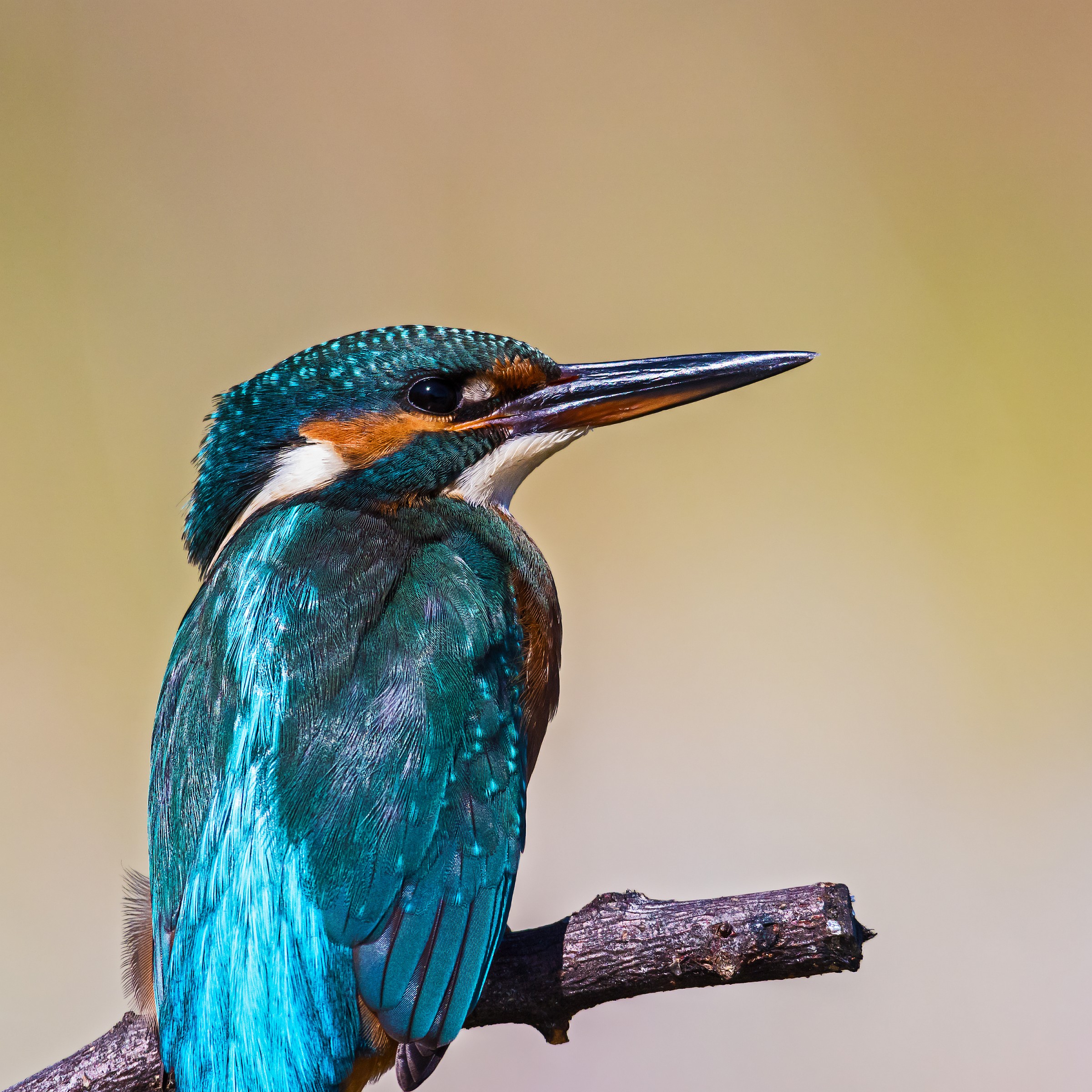 Alcedo atthis (female)