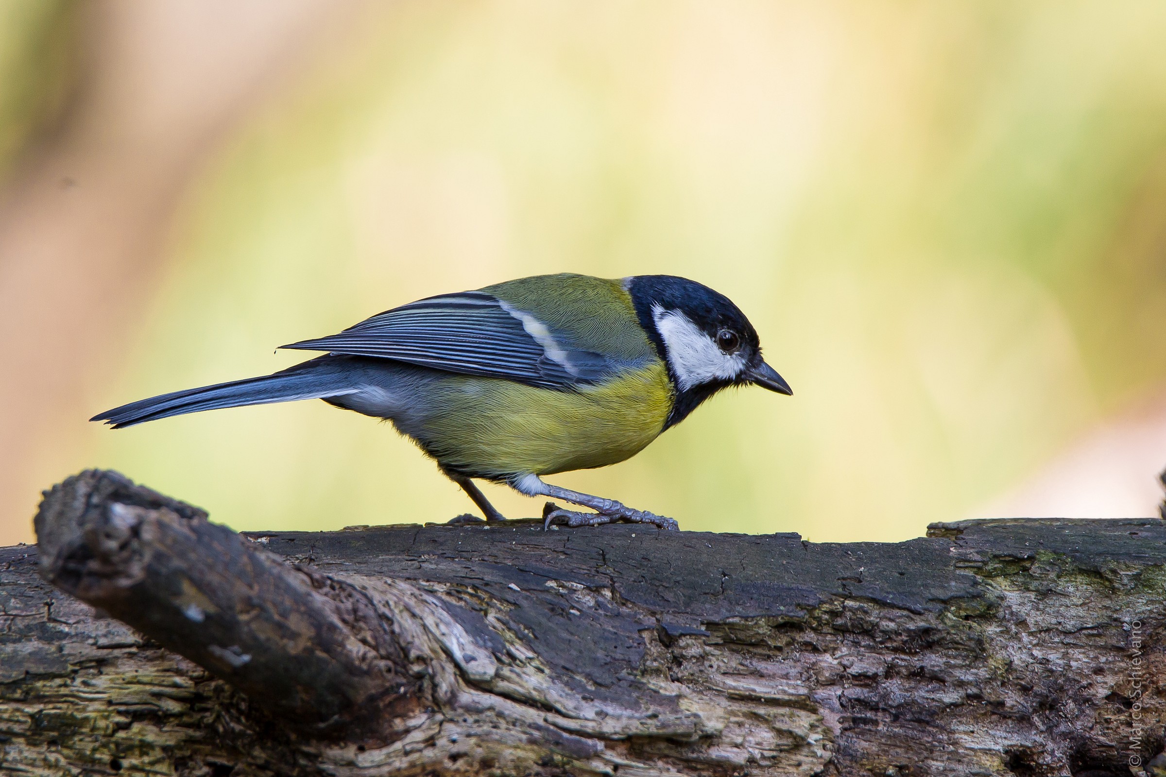 Great Tit