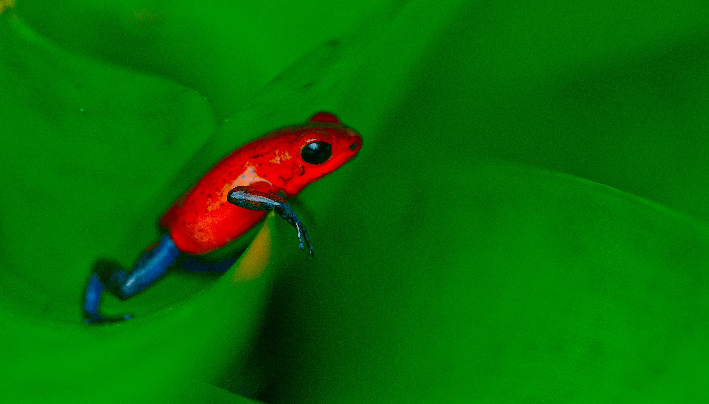 Blue Jeans Poison Dart Frog