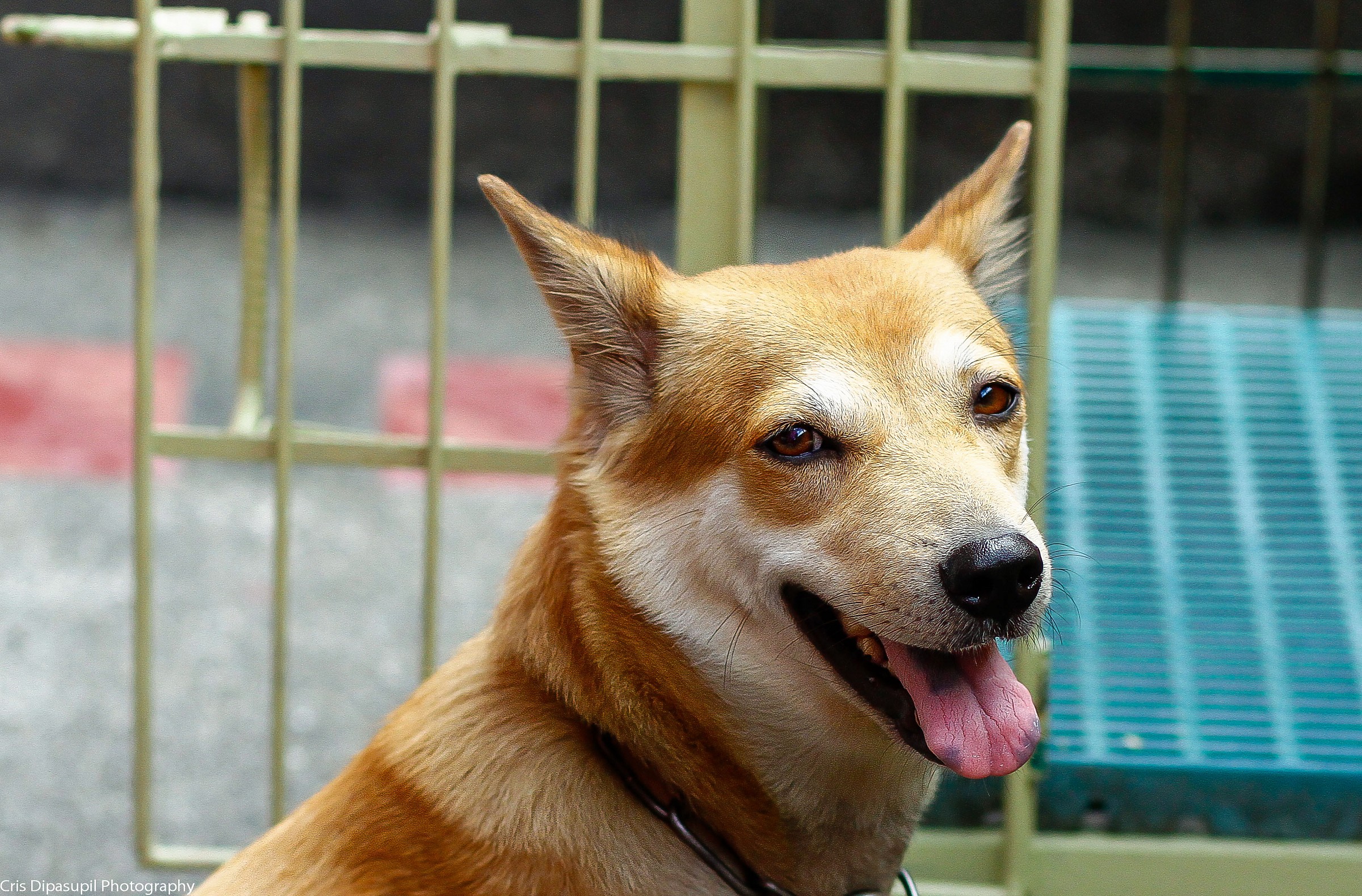 Skippy our loyal dog