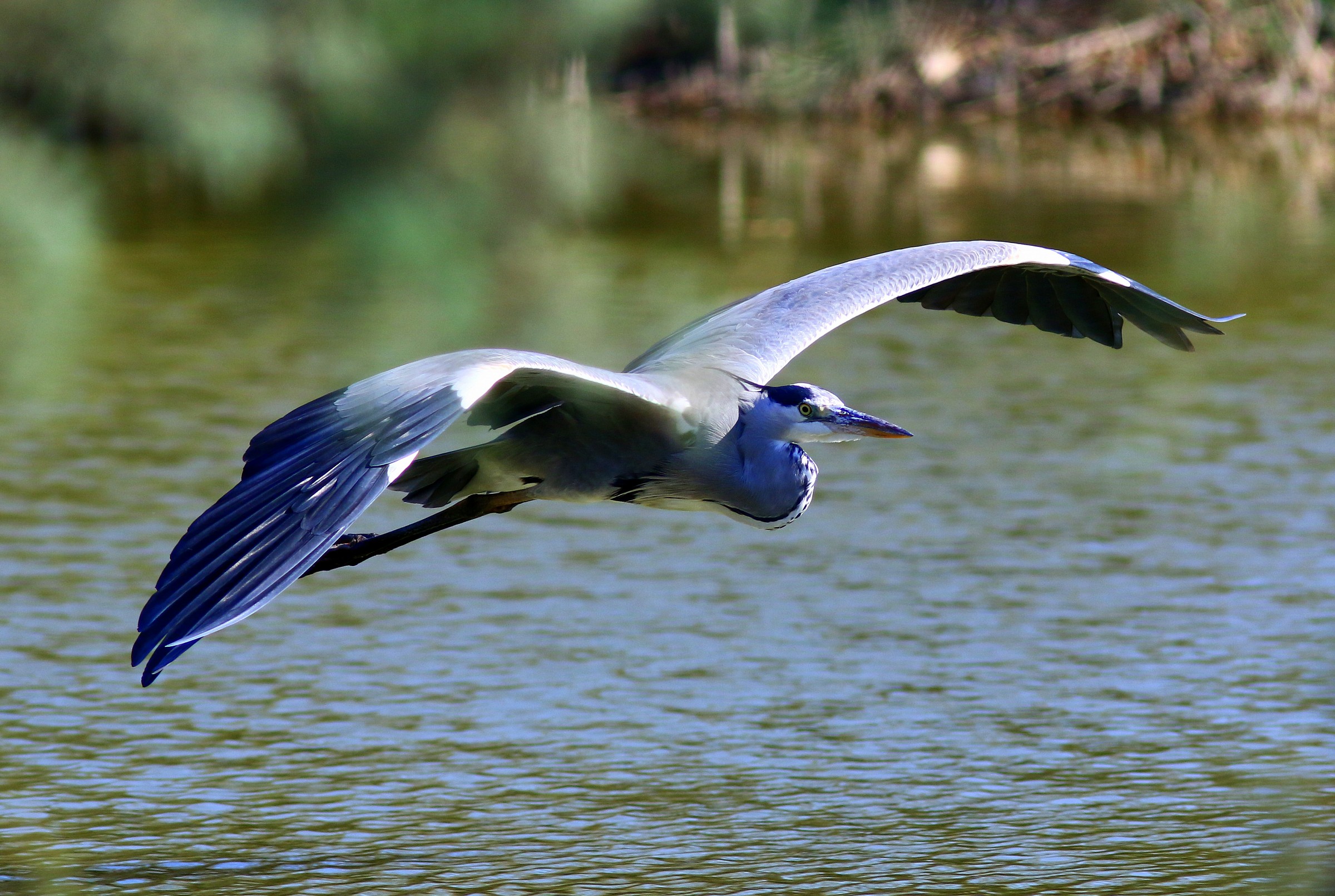 Heron in flight grazing