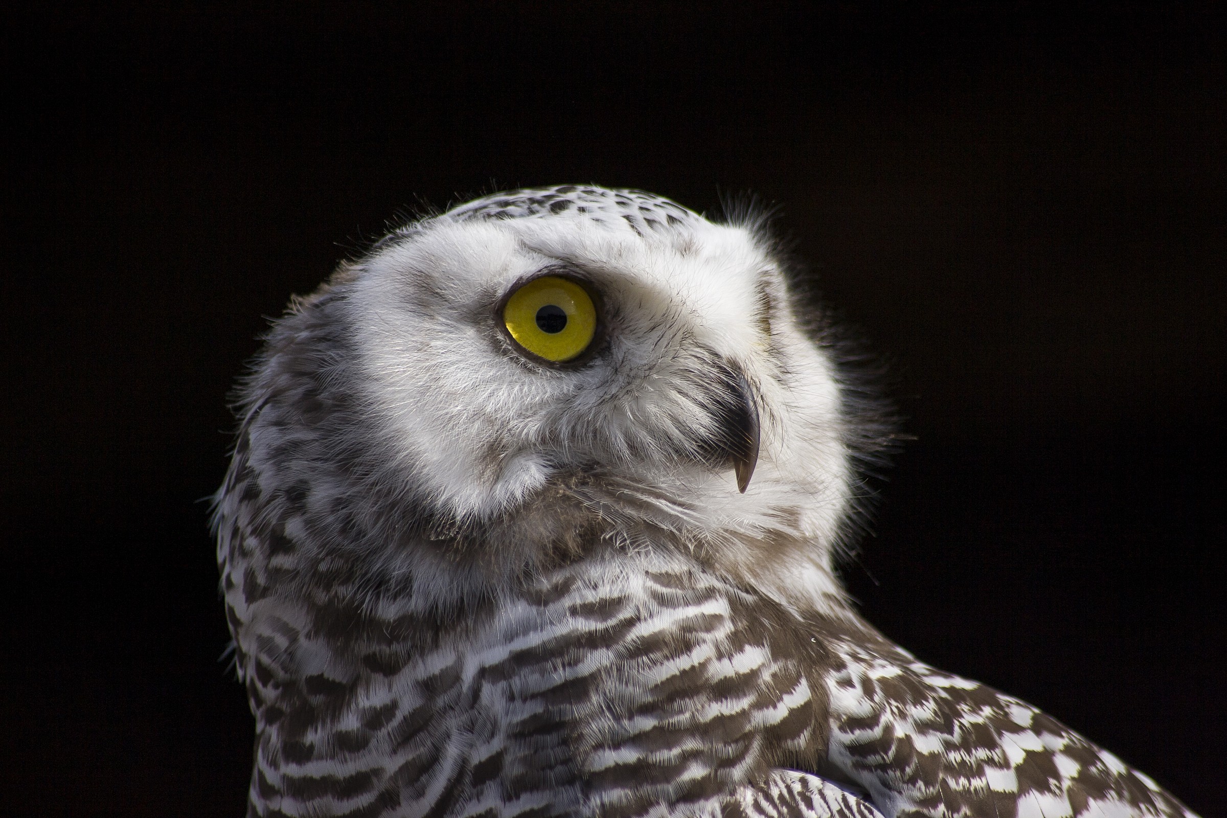 Snowy Owl