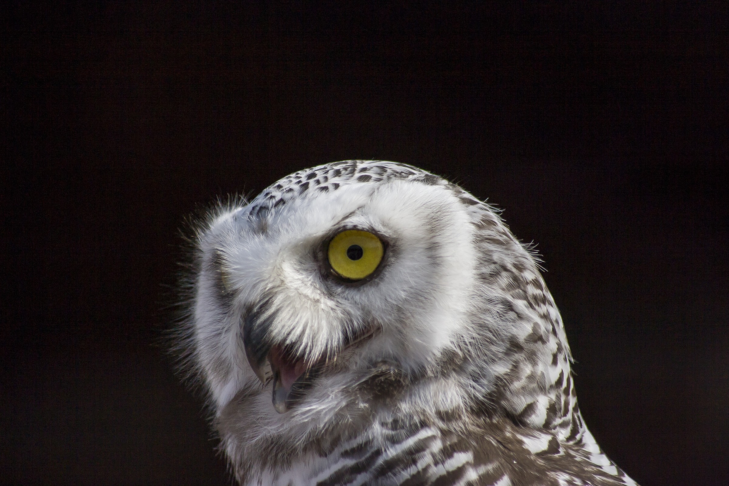 Snowy Owl