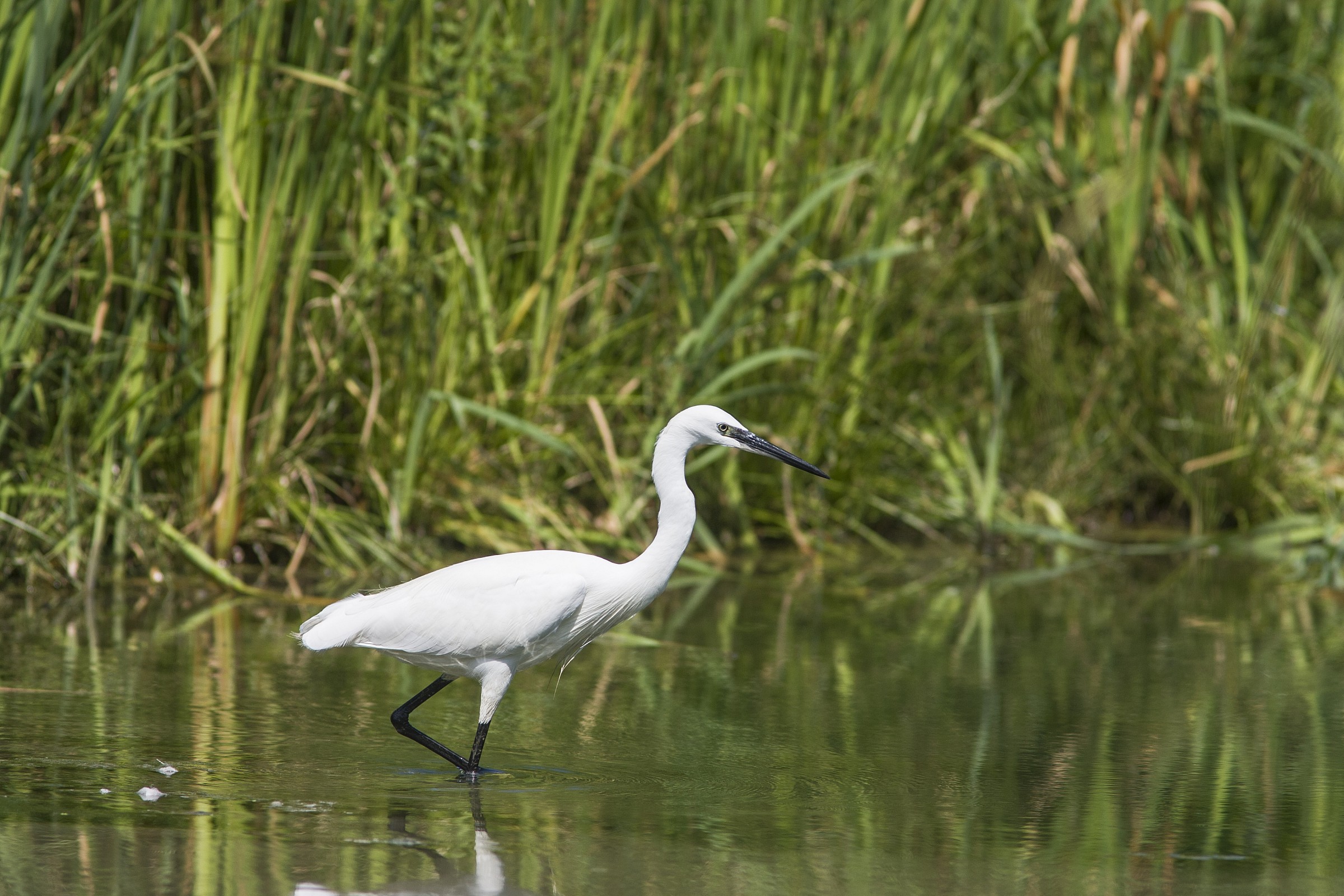 egret