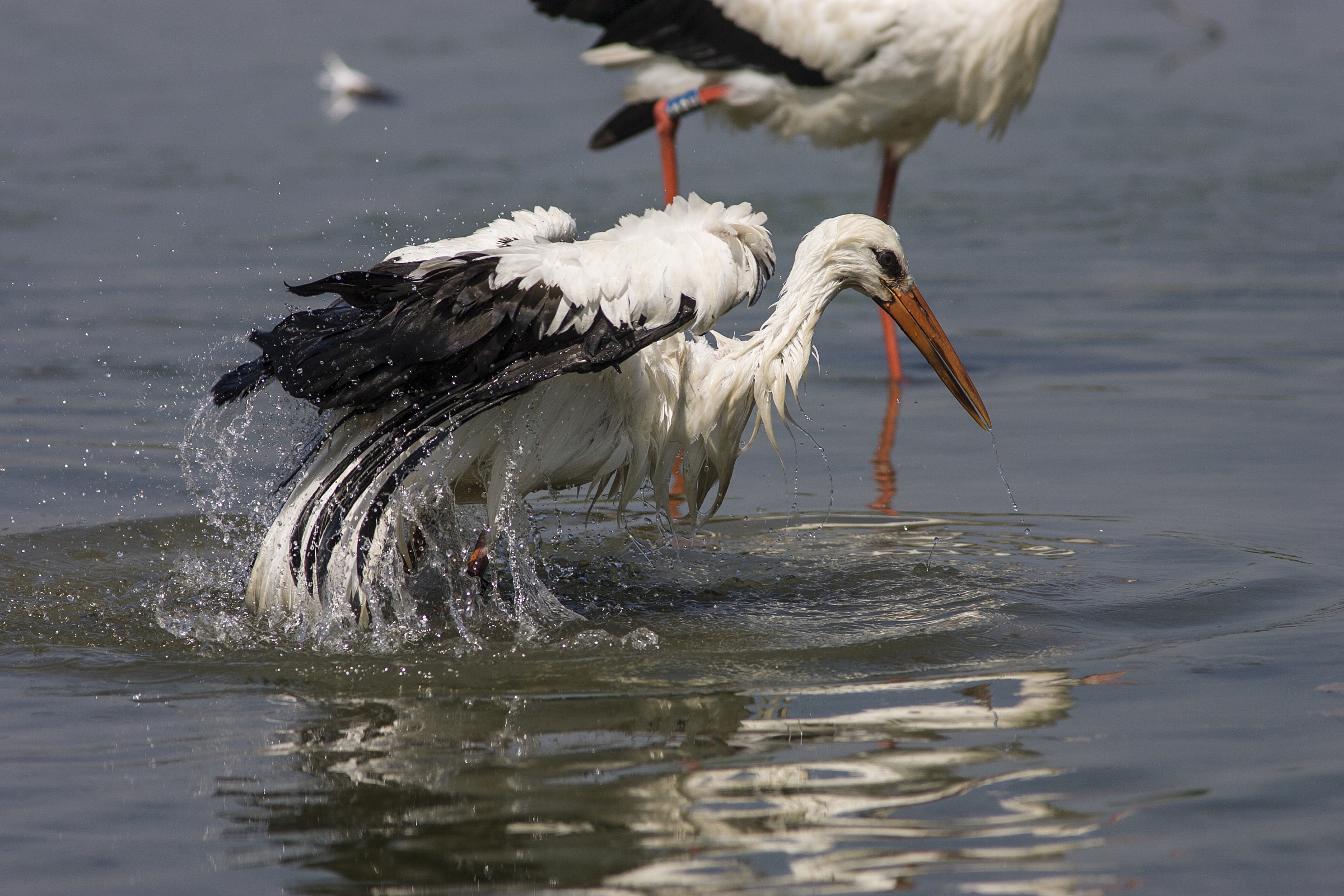 stork