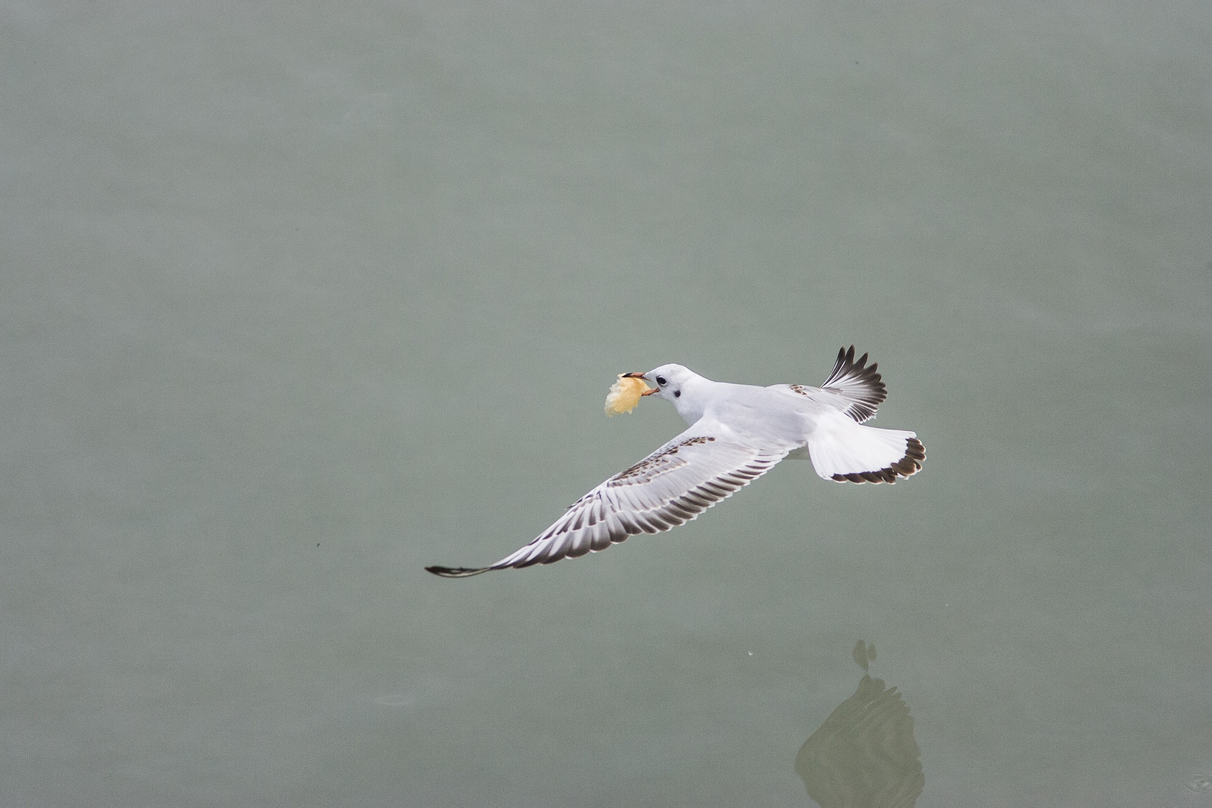 seagull