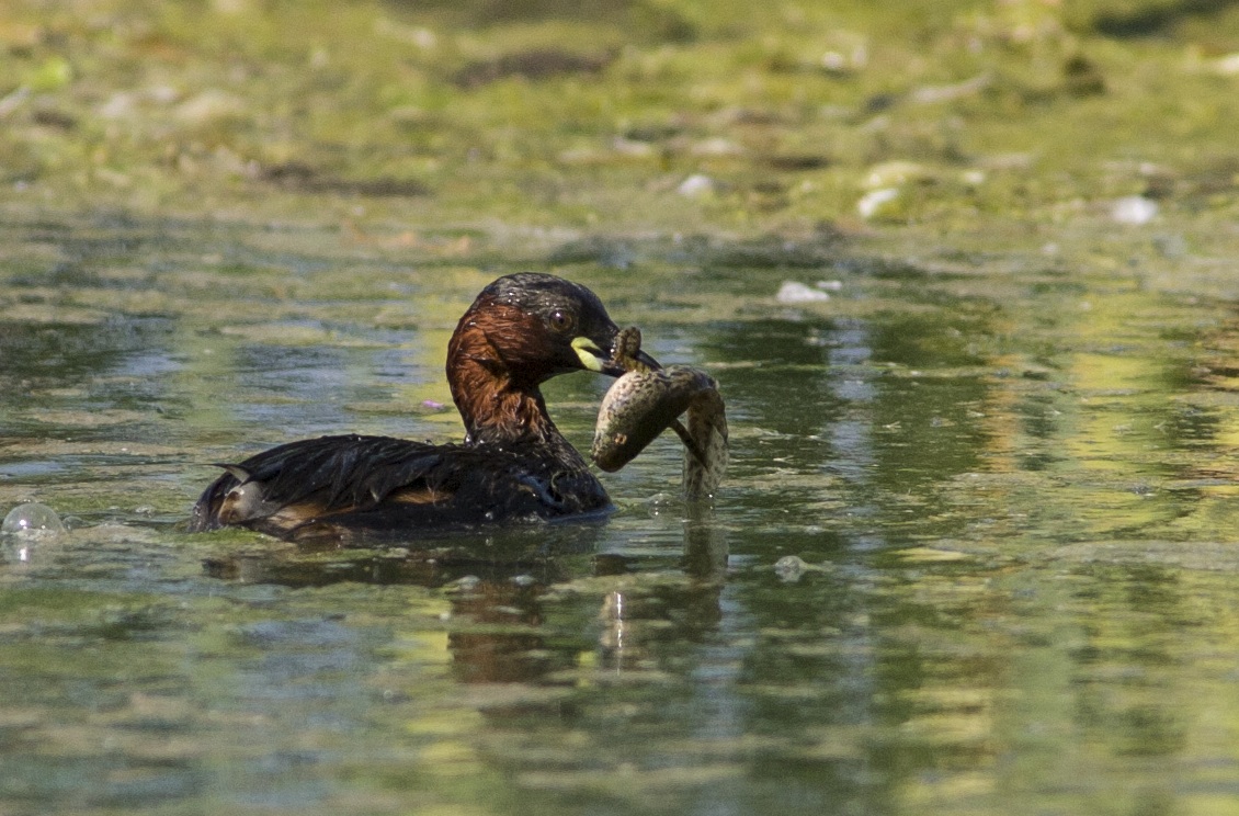 Little Grebe - I mangio-