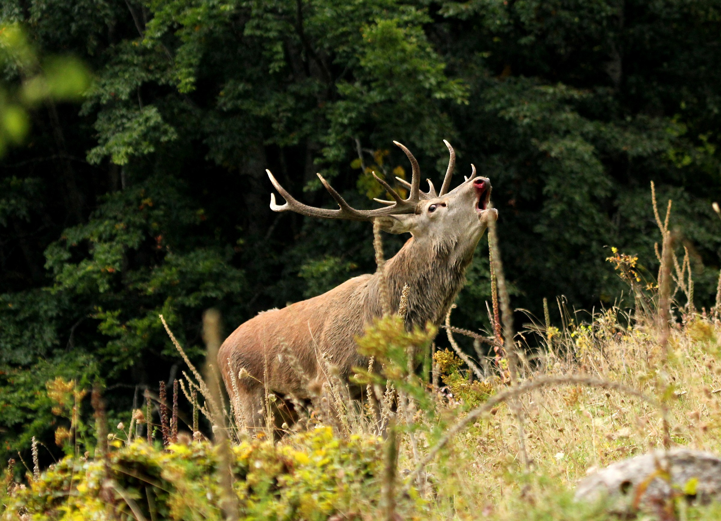 Cervo dopo il combattimento.