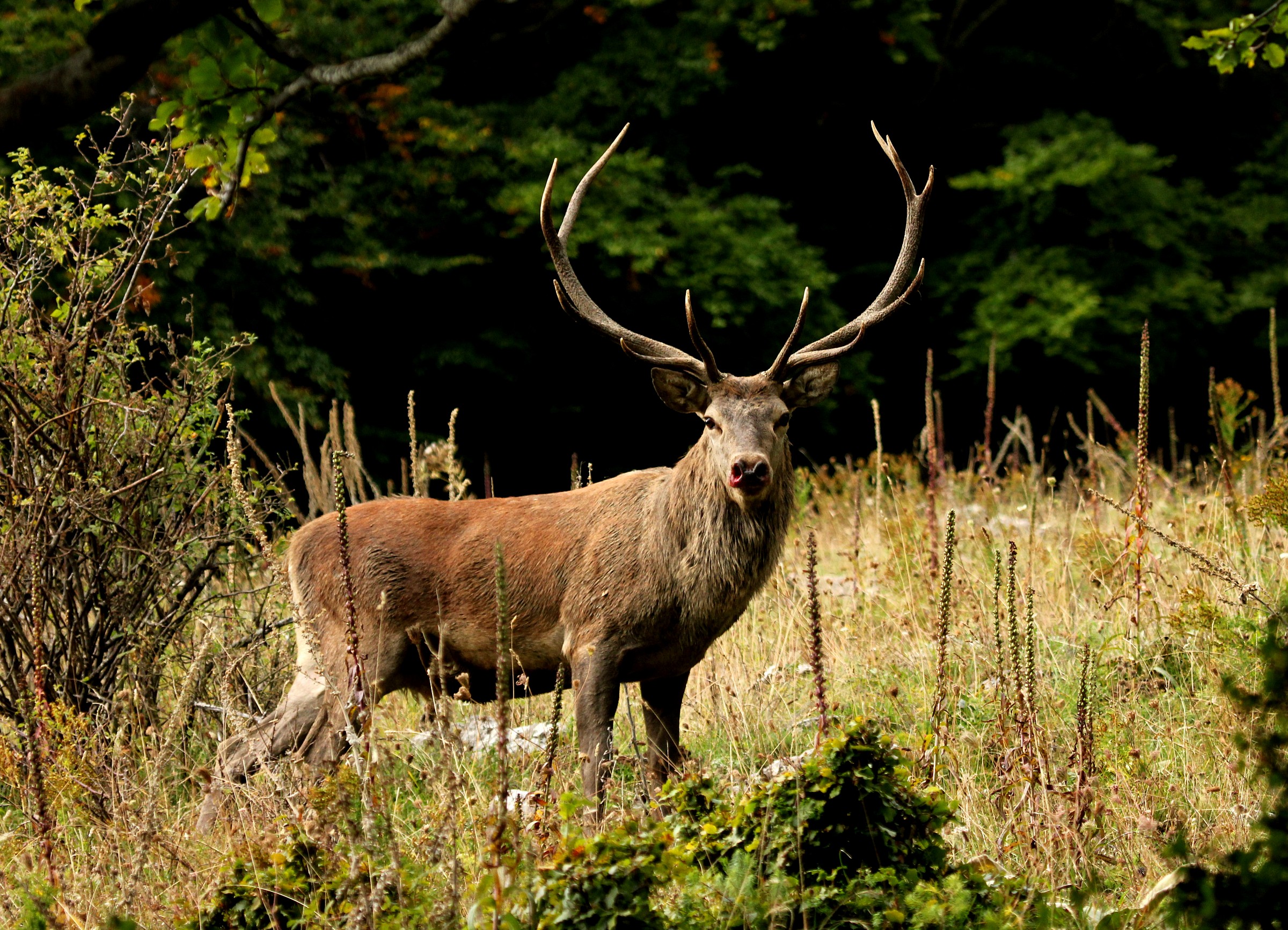 cervo dopo il combattimento