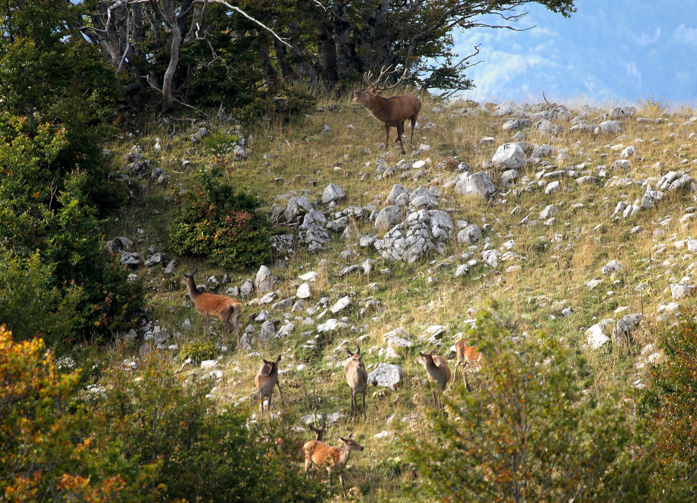 Cervo con il suo harem