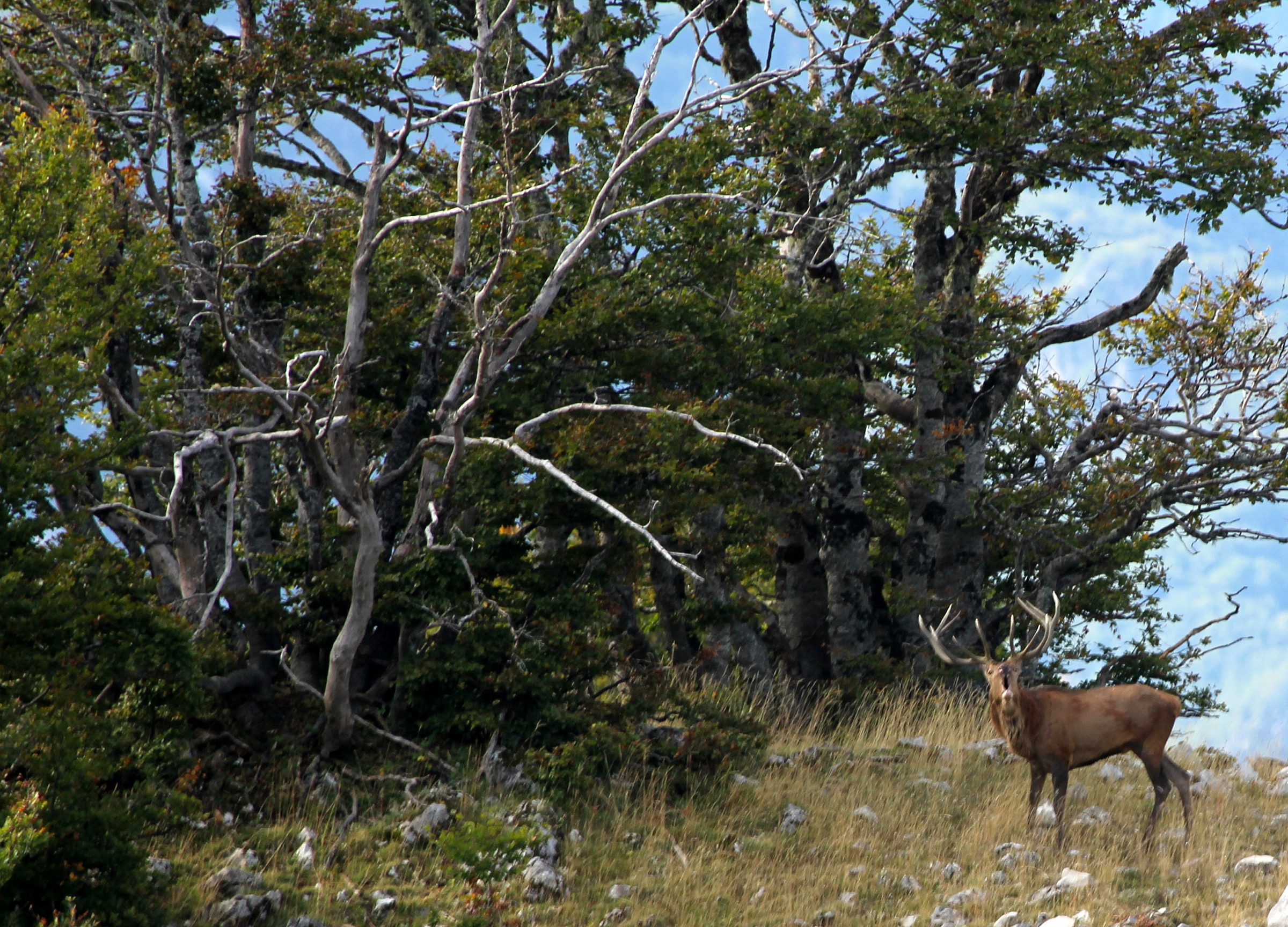 Il bramito del cervo