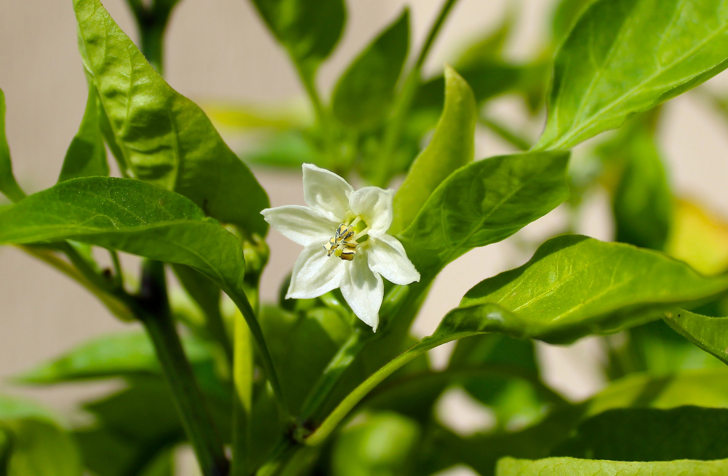 Flower of Chili