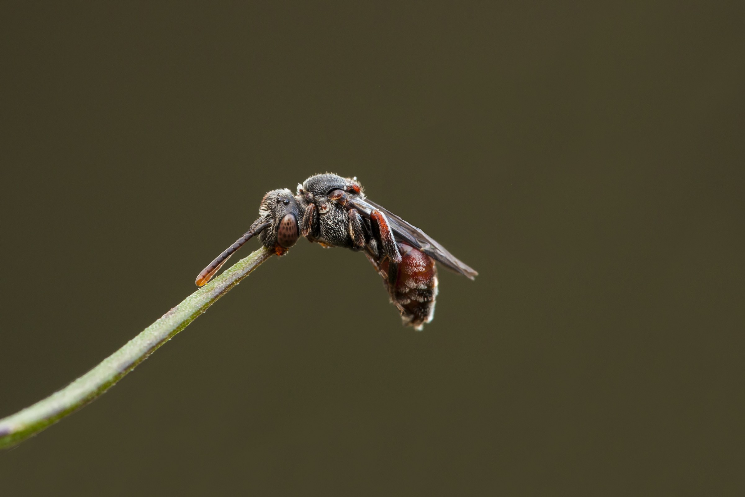 anche gli apoidei dormono 2