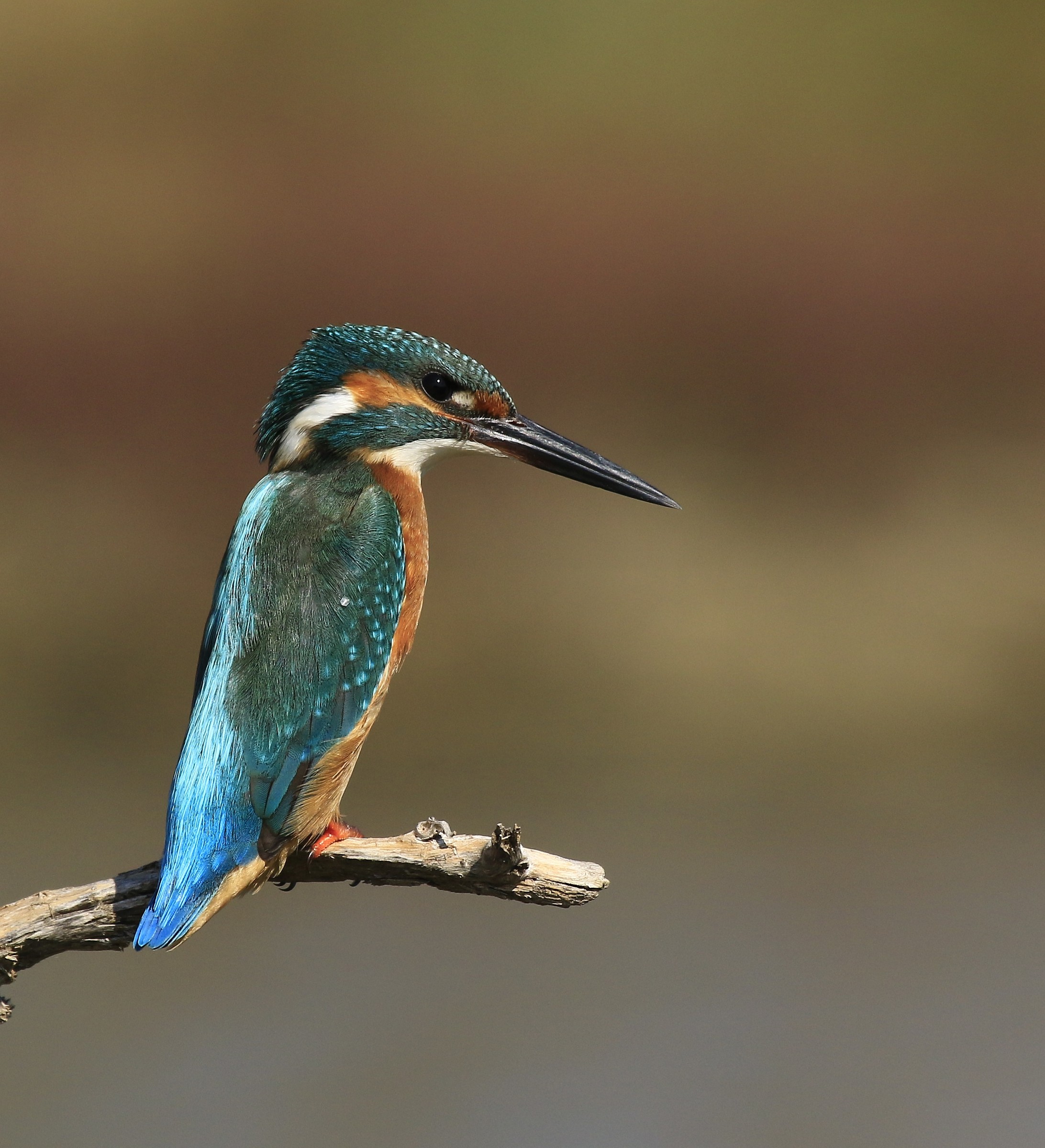 Martino 2014: observing the prey