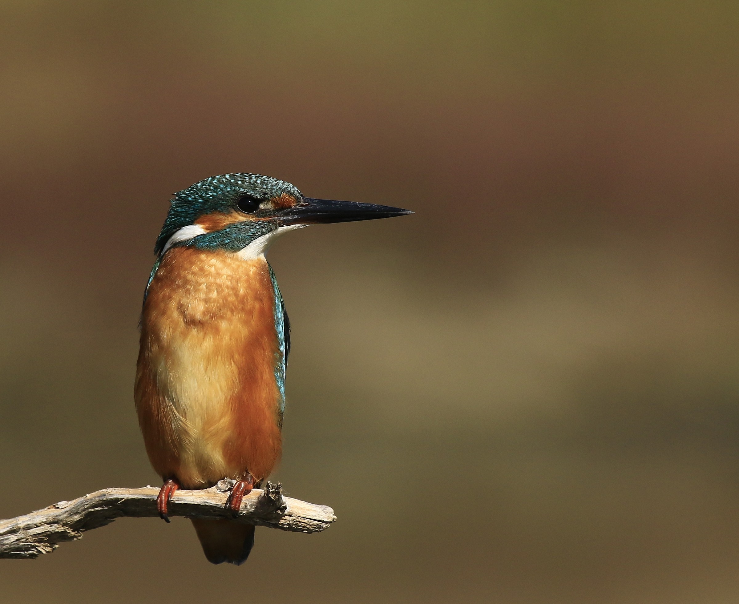 Martino 2014: The profile of the sphinx.