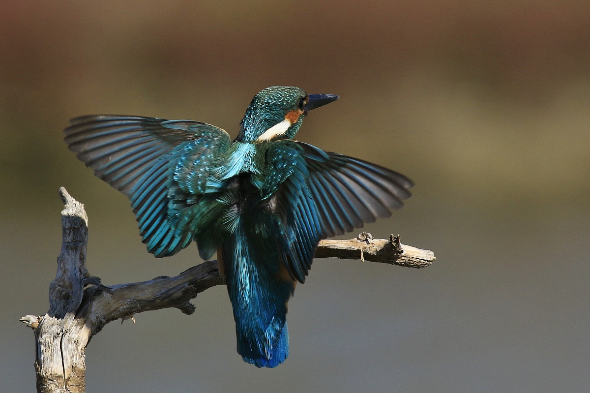Martino 2014: how many wings!