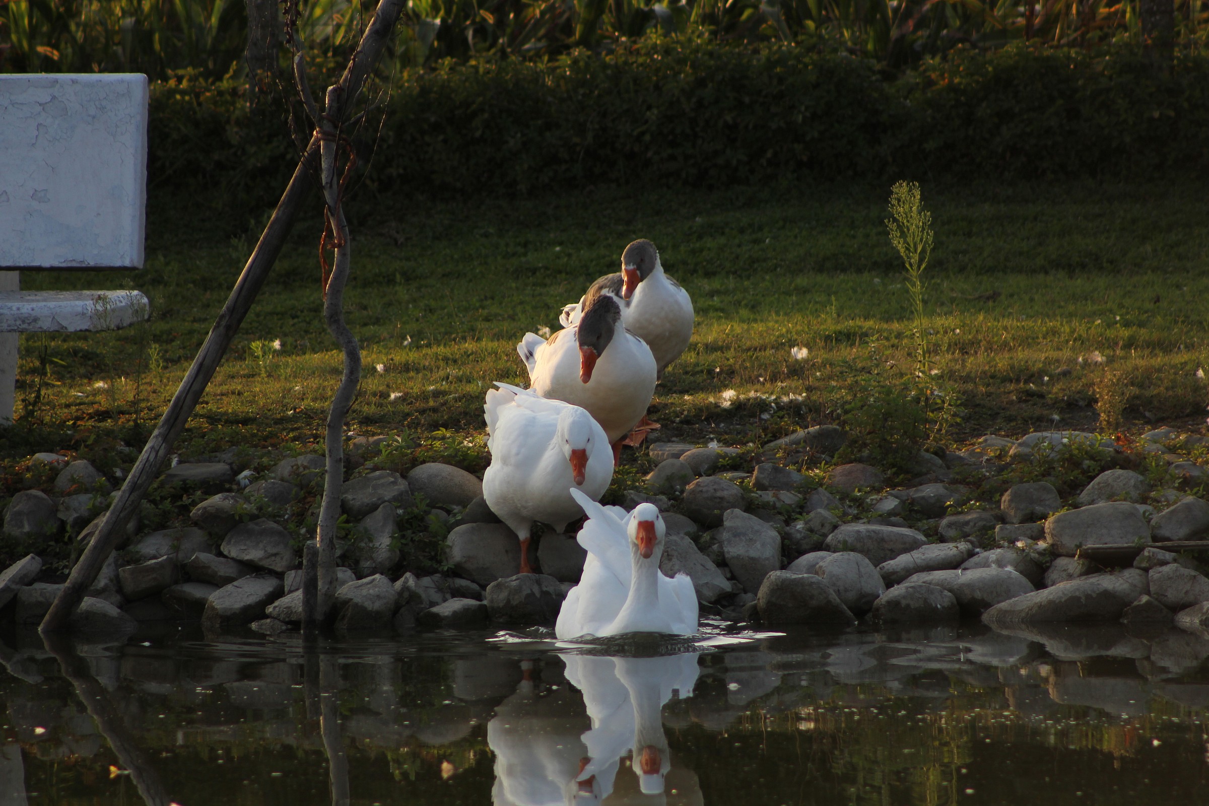 All in a row and 'bath time