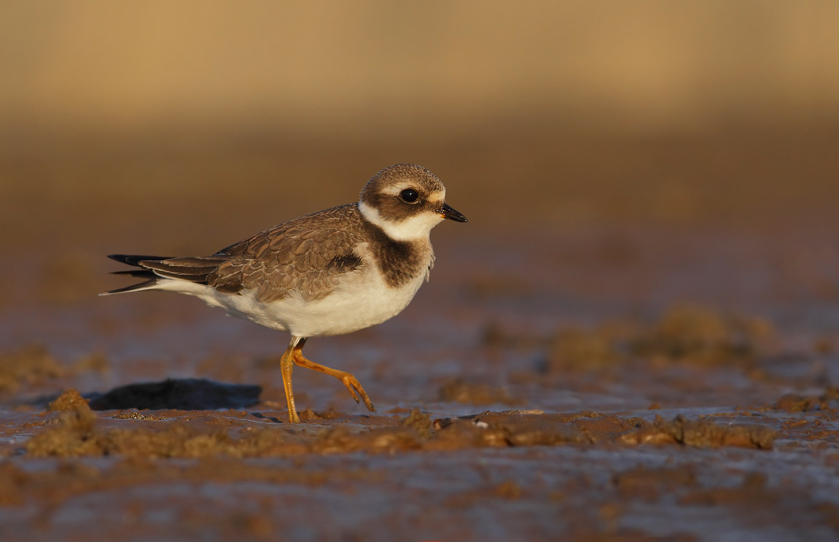 Ringed Plover