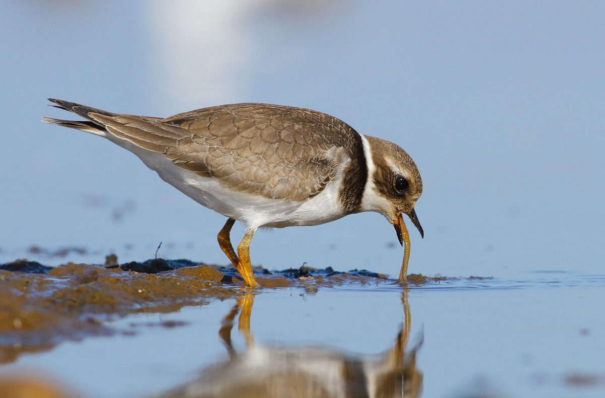 Ringed Plover