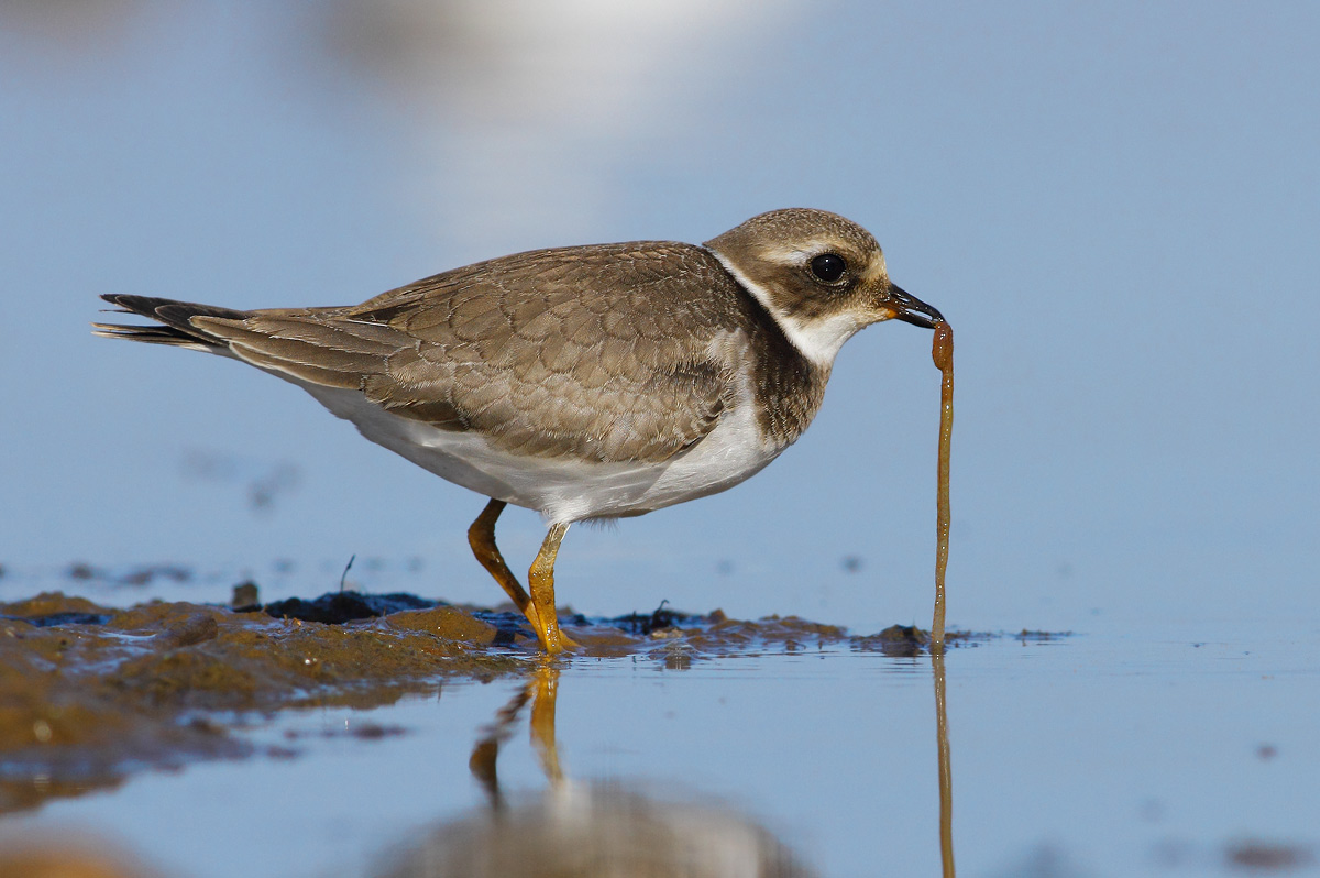 Ringed Plover