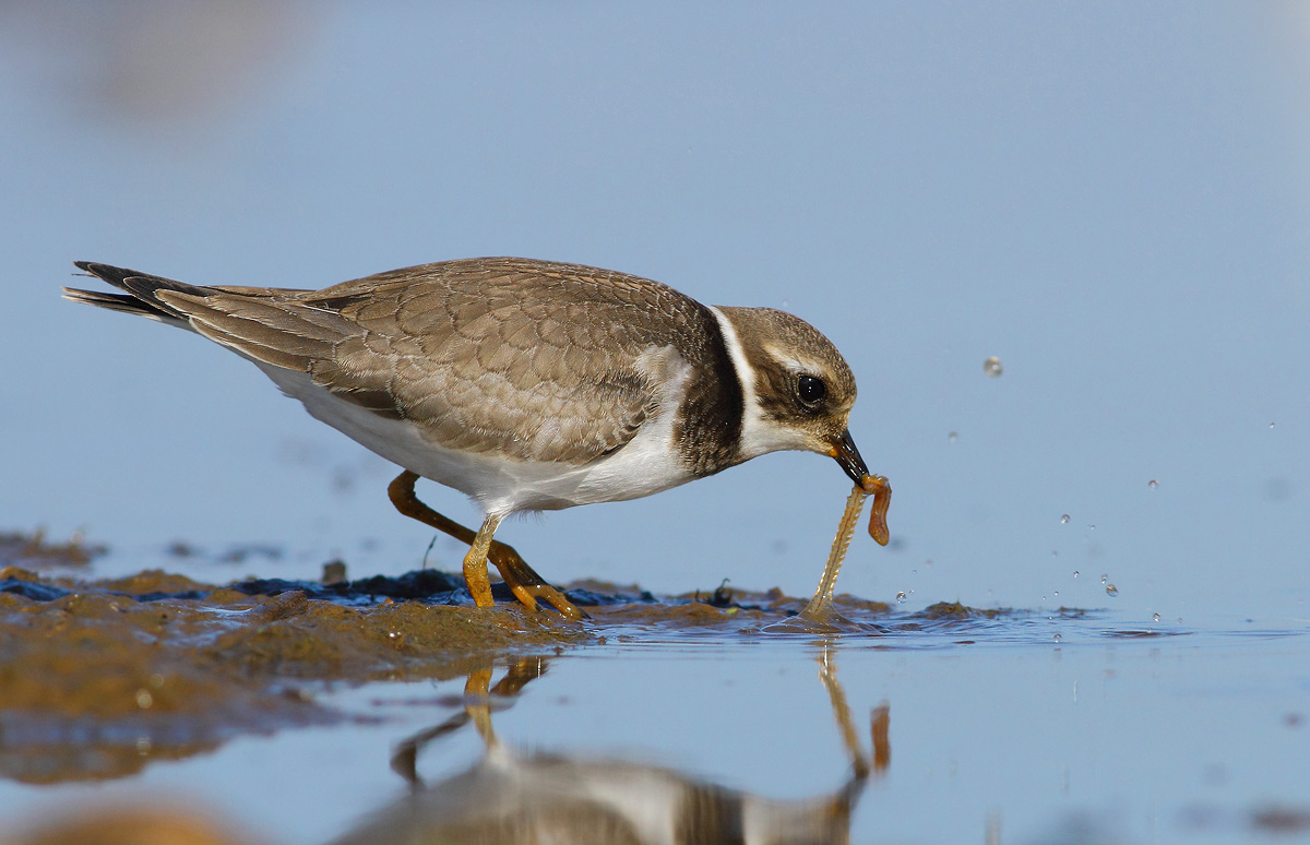 Ringed Plover