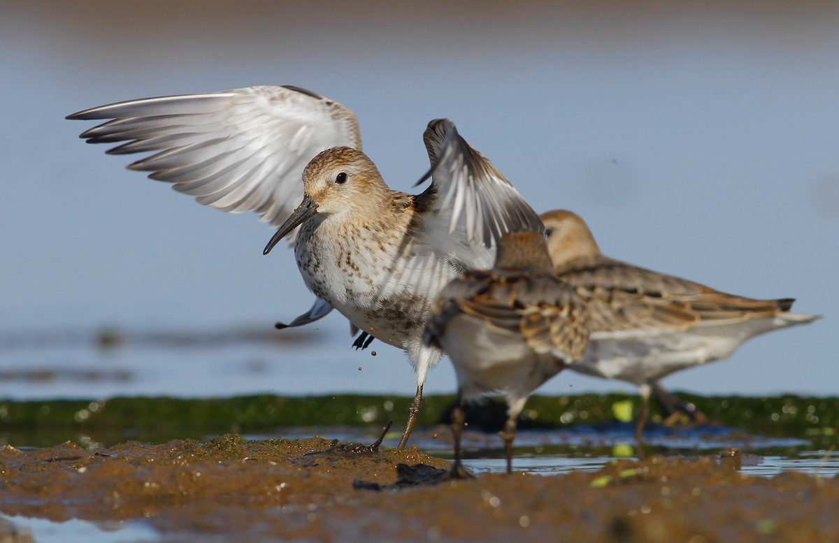 Sandpipers