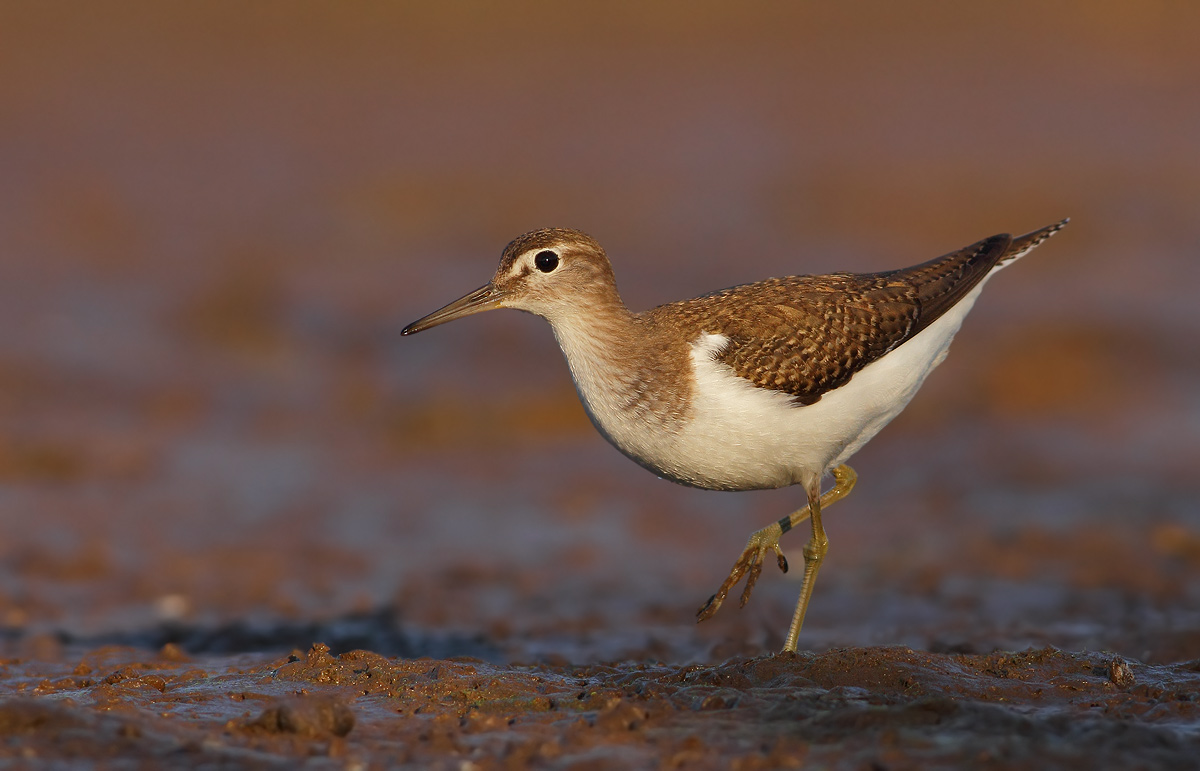 Common Sandpiper