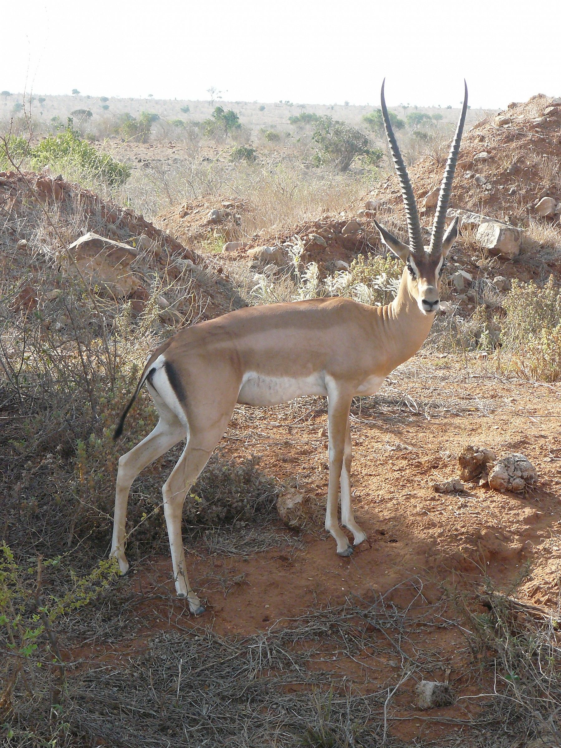 Antilope