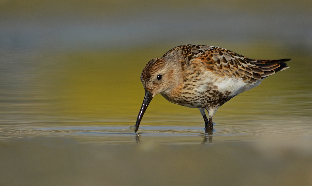 Dunlin