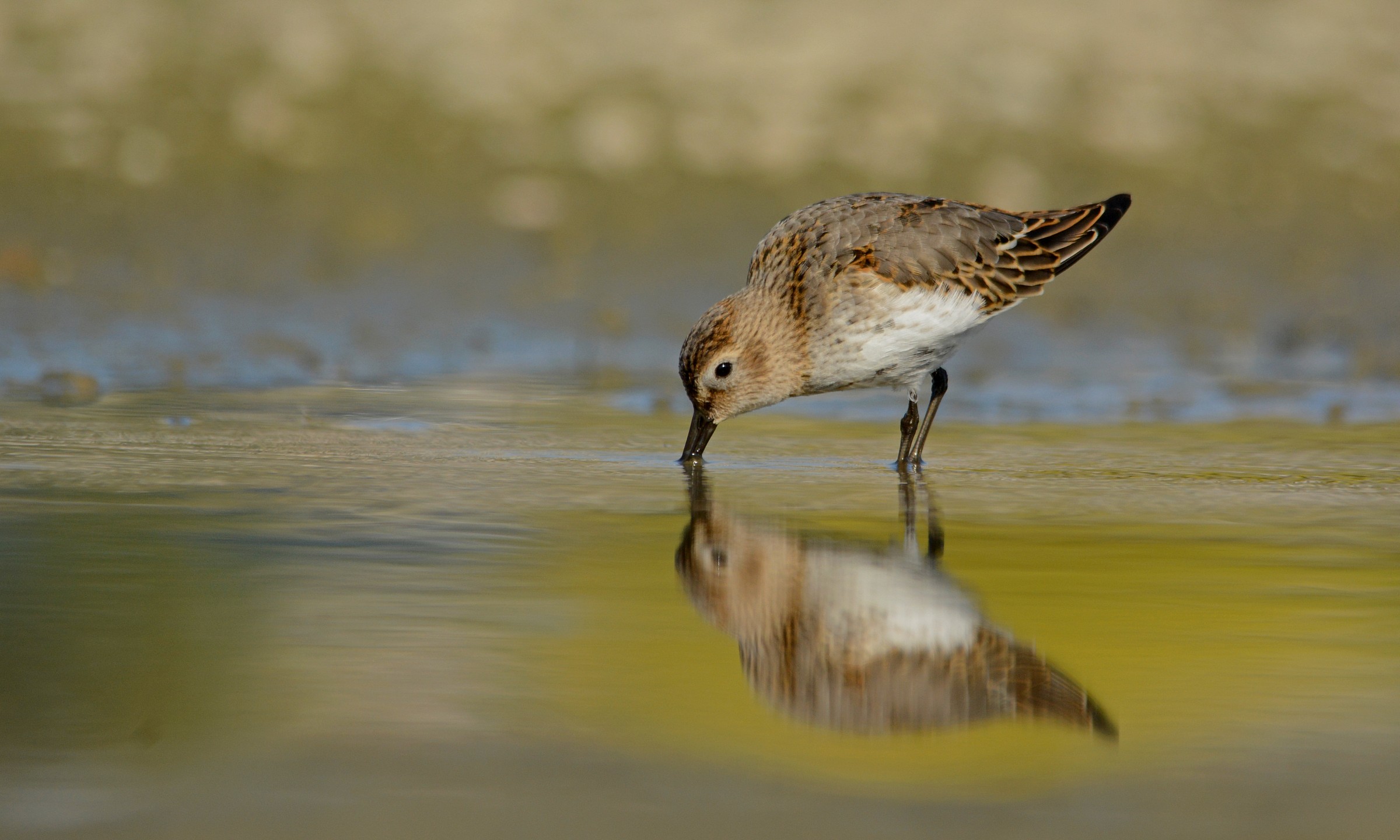 Dunlin