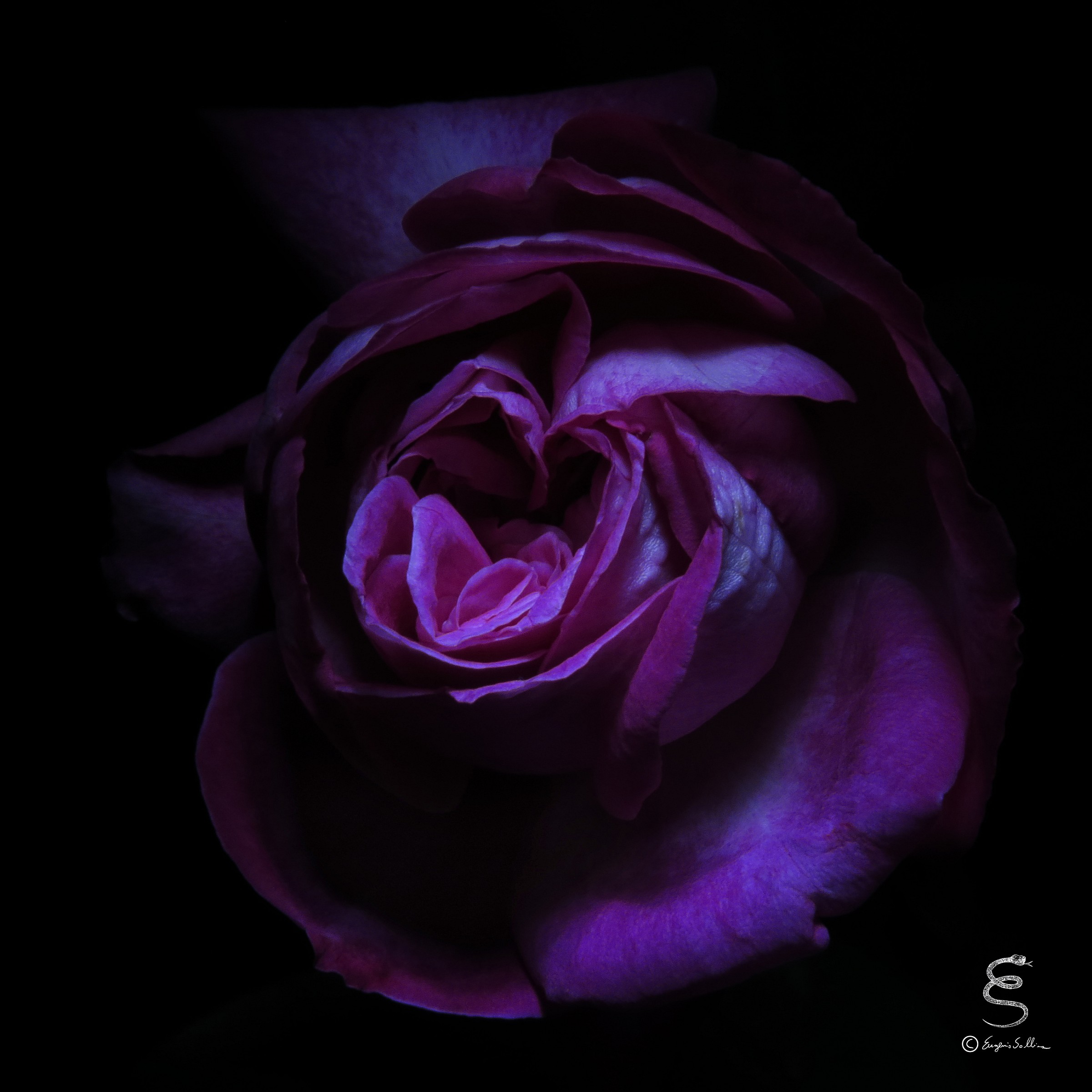 Pink with light painting