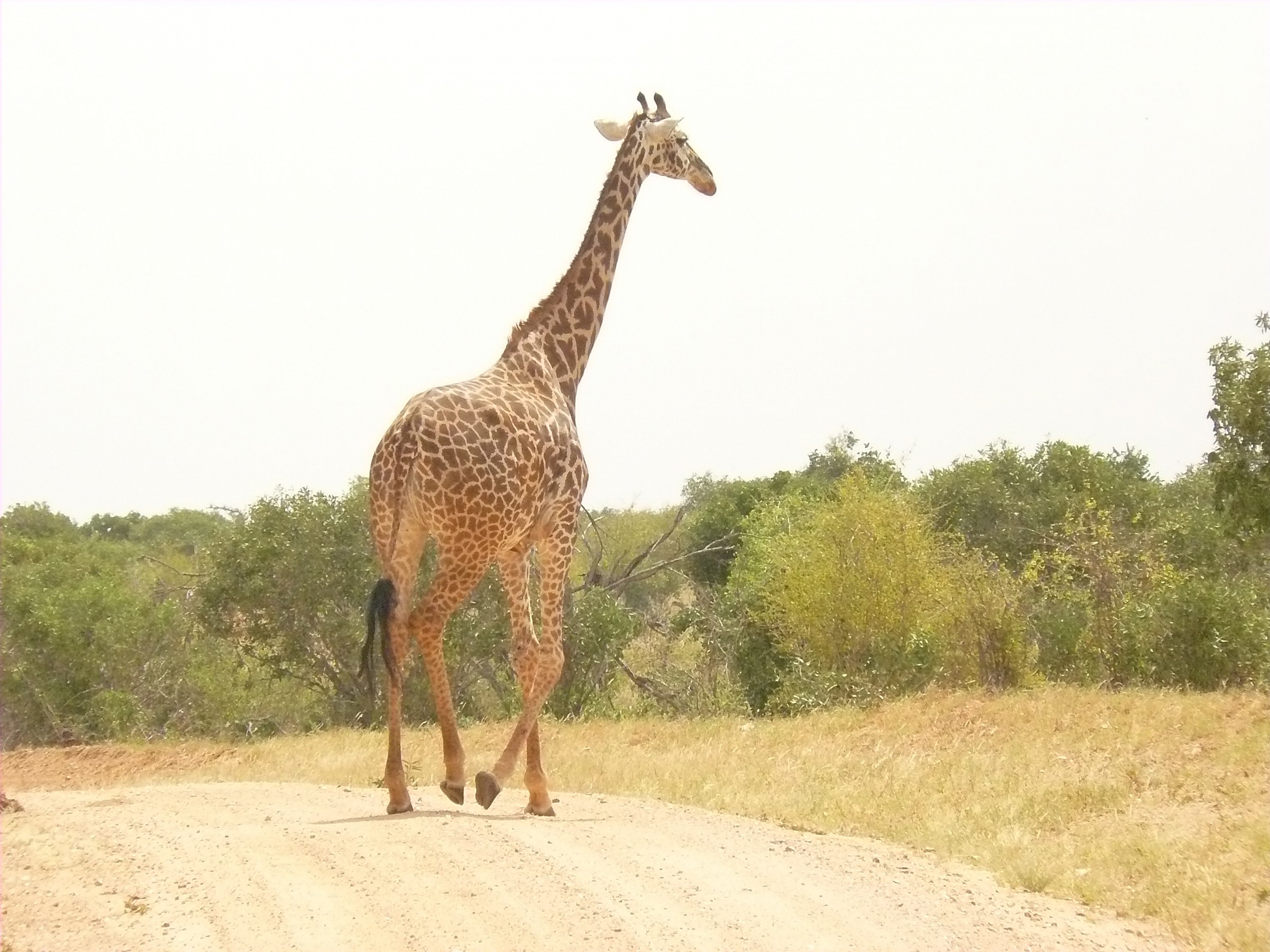 La Giraffa