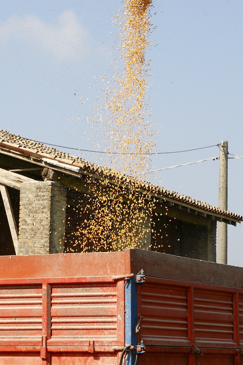 fase di svuotamento della metitrebbiatrice, particolare