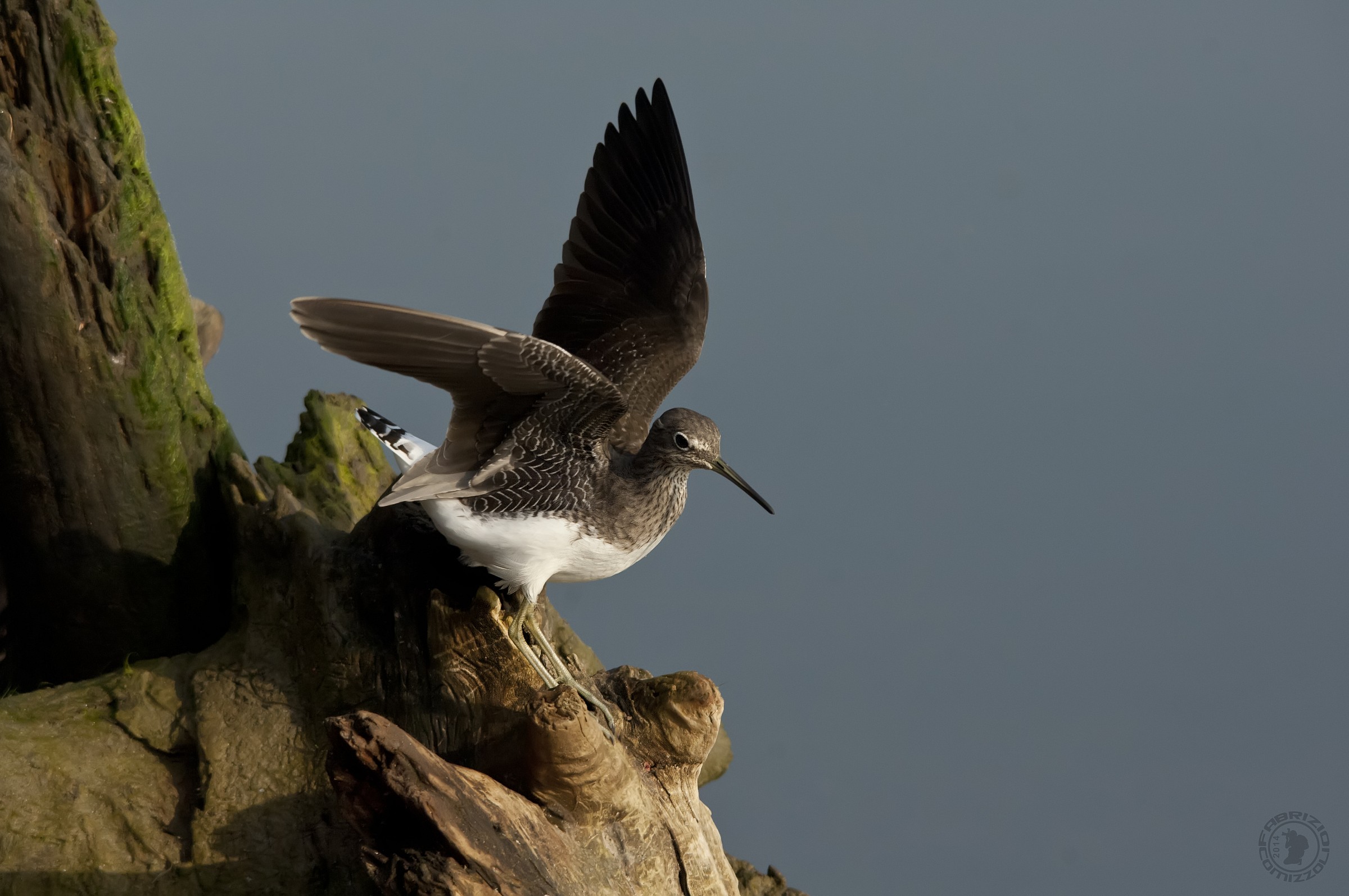 Green Sandpiper - Tringa ochropus