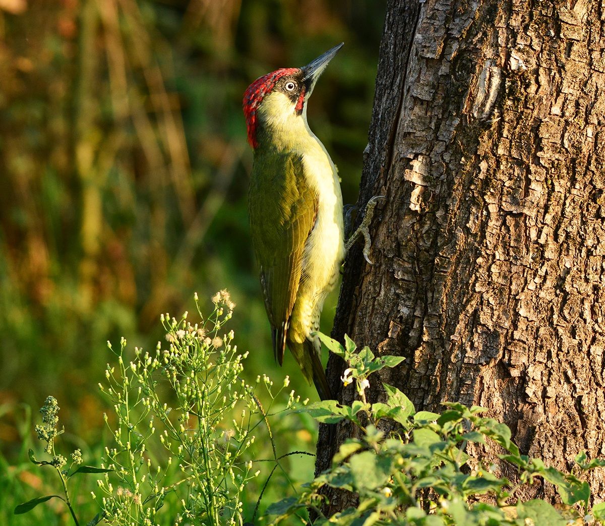picchio verde ai dossi