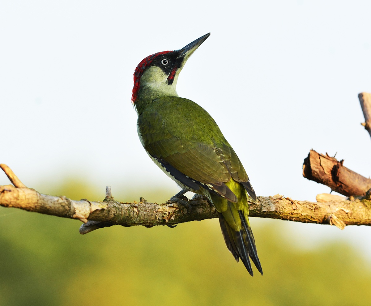 picchio verde al tramonto