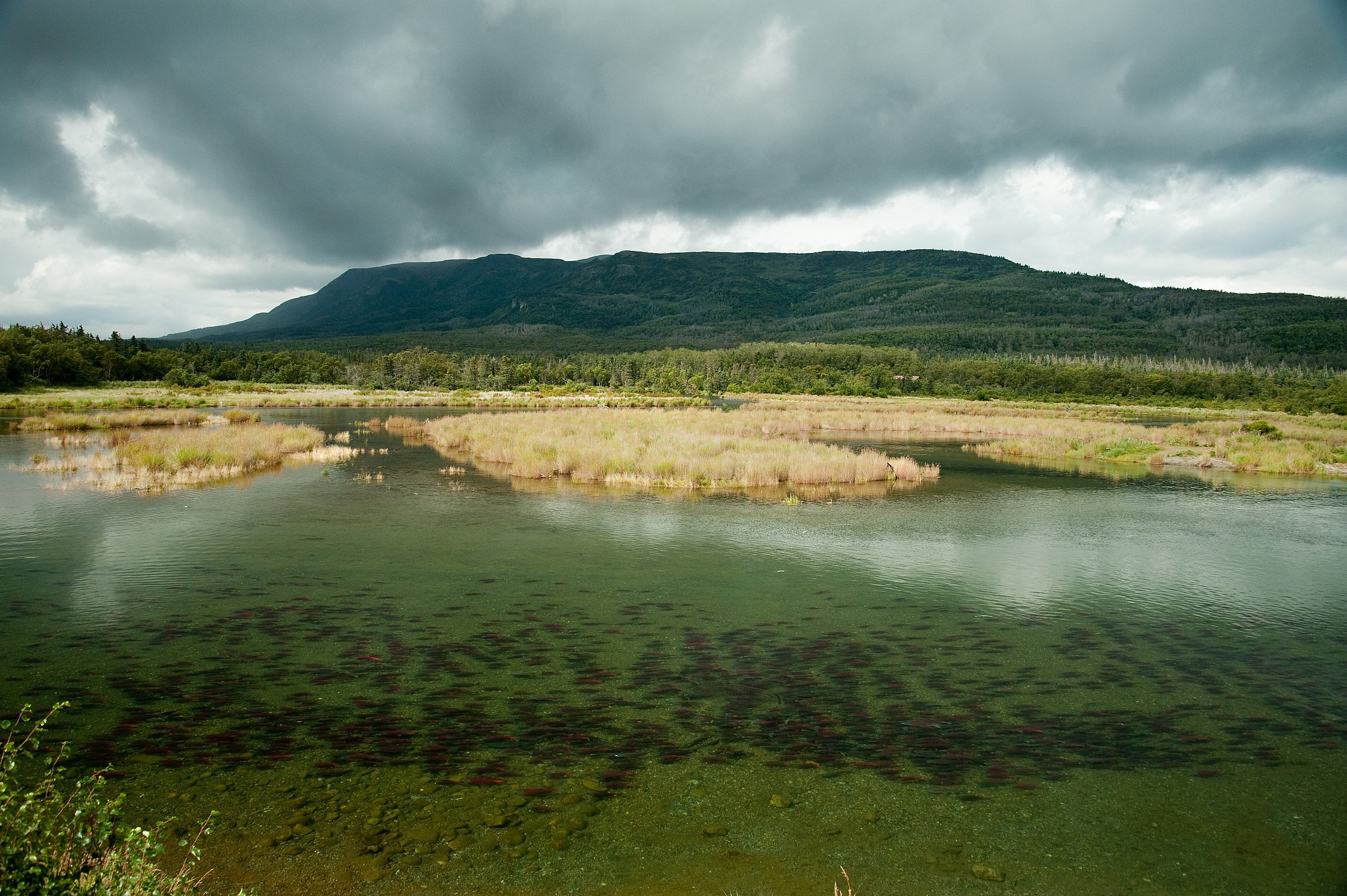 salmon in the Katmai